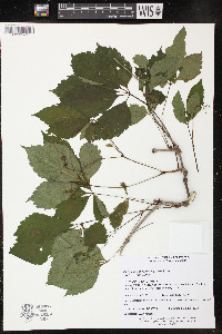 Parthenocissus inserta image