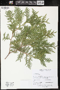 Thuja occidentalis image