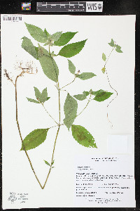 Galeopsis tetrahit image