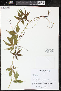 Parthenocissus inserta image