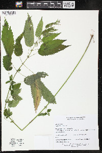 Urtica dioica image