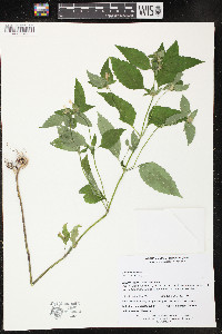 Galeopsis tetrahit image