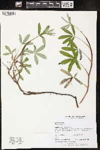 Comarum palustre image
