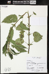 Urtica dioica image