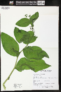 Mertensia virginica image