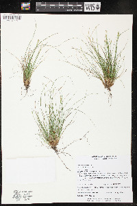 Carex eburnea image