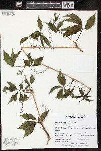 Parthenocissus inserta image