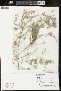 Tsuga canadensis image