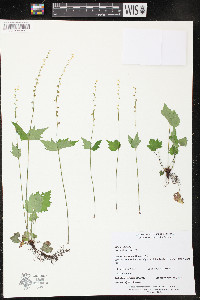 Mitella diphylla image