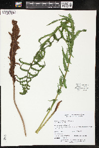 Matteuccia struthiopteris image