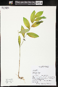 Uvularia sessilifolia image