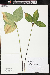 Trillium recurvatum image