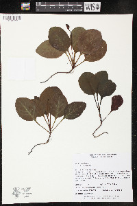 Pyrola americana image