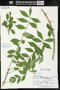 Euonymus alatus image