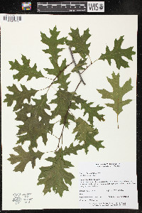 Quercus ellipsoidalis image