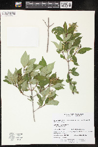 Cornus racemosa image