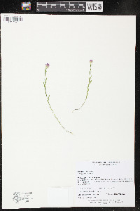 Polygala sanguinea image