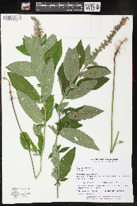 Teucrium canadense var. canadense image