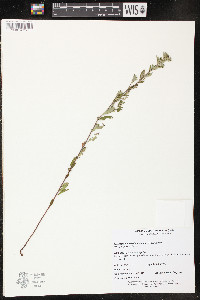 Crocanthemum bicknellii image