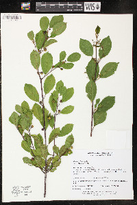 Frangula alnus image