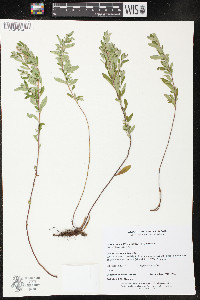 Crocanthemum bicknellii image