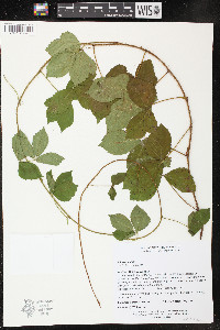 Rubus hispidus image