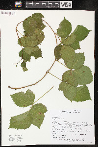 Rubus hispidus image