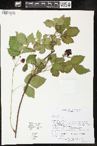 Rubus hispidus image