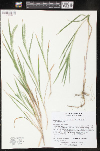 Muhlenbergia racemosa image