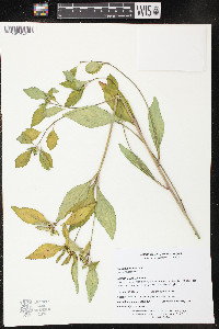 Euphorbia davidii image