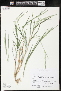 Muhlenbergia mexicana image