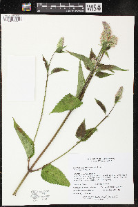 Agastache scrophulariifolia image