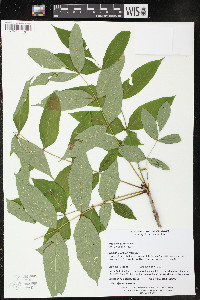 Fraxinus nigra image