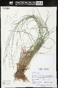 Poa nemoralis image