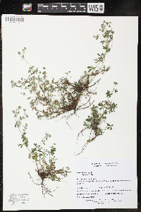 Potentilla argentea image