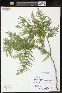 Thuja occidentalis image