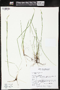 Sisyrinchium strictum image