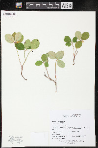 Gaultheria procumbens image