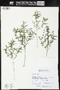 Melampyrum lineare image