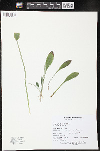 Krigia biflora image