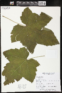 Rubus parviflorus image