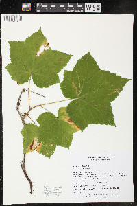 Rubus parviflorus image