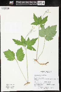 Cardamine diphylla image