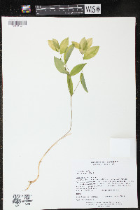 Uvularia sessilifolia image