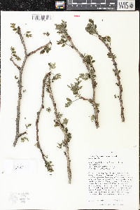 Zanthoxylum americanum image