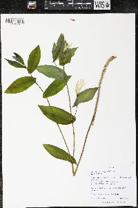 Uvularia grandiflora image