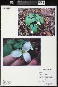 Trillium nivale image