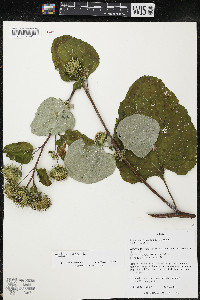 Arctium lappa image