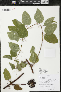 Smilax lasioneura image