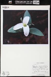 Trillium nivale image